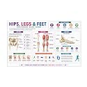 D.Creative HIPS, LEGS &amp; FEET Anatomy Educational Poster, Human Body Charts for Students, Kids &amp; Classroom Learning, Anatomy &amp; Physiology Wall Posters for School, Home &amp; Study Room