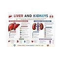 D.Creative LIVER &amp; KIDNEY Anatomy Educational Poster, Human Body Charts for Students, Kids &amp; Classroom Learning, Anatomy &amp; Physiology Wall Posters for School, Home &amp; Study Room