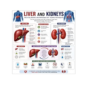 dcreative liver amp kidneys anatomy educational poster human body charts for students kids amp classroom learning anatomy amp physiology wall posters for school home amp study room