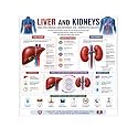 D.Creative LIVER &amp; KIDNEYS Anatomy Educational Poster, Human Body Charts for Students, Kids &amp; Classroom Learning, Anatomy &amp; Physiology Wall Posters for School, Home &amp; Study Room