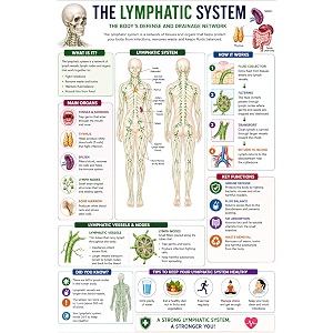 dcreative lymphatic system anatomy educational poster human body charts for students kids amp classroom learning anatomy amp physiology wall posters for school home amp study room