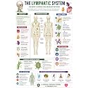 D.Creative LYMPHATIC SYSTEM Anatomy Educational Poster, Human Body Charts for Students, Kids &amp; Classroom Learning, Anatomy &amp; Physiology Wall Posters for School, Home &amp; Study Room