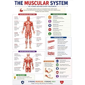 dcreative muscular system anatomy educational poster human body charts for students kids amp classroom learning anatomy amp physiology wall posters for school home amp study room