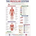 D.Creative MUSCULAR SYSTEM Anatomy Educational Poster, Human Body Charts for Students, Kids &amp; Classroom Learning, Anatomy &amp; Physiology Wall Posters for School, Home &amp; Study Room