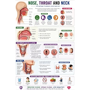 dcreative nose throat amp neck anatomy educational poster human body charts for students kids amp classroom learning anatomy amp physiology wall posters for school home amp study room