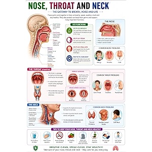 dcreative nosethroat amp neck anatomy educational poster human body charts for students kids amp classroom learning anatomy amp physiology wall posters for school home amp study room