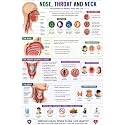 D.Creative NOSE, THROAT &amp; NECK Anatomy Educational Poster, Human Body Charts for Students, Kids &amp; Classroom Learning, Anatomy &amp; Physiology Wall Posters for School, Home &amp; Study Room