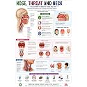 D.Creative NOSE,THROAT &amp; NECK Anatomy Educational Poster, Human Body Charts for Students, Kids &amp; Classroom Learning, Anatomy &amp; Physiology Wall Posters for School, Home &amp; Study Room