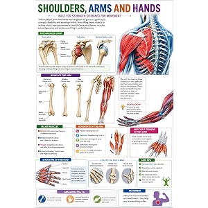 dcreative shoulderarm amp hands anatomy educational poster human body charts for students kids amp classroom learning anatomy amp physiology wall posters for school home amp study room