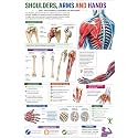 D.Creative SHOULDER,ARM &amp; HANDS Anatomy Educational Poster, Human Body Charts for Students, Kids &amp; Classroom Learning, Anatomy &amp; Physiology Wall Posters for School, Home &amp; Study Room