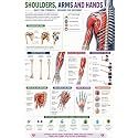D.Creative SHOULDER, ARM & HANDS Anatomy Educational Poster, Human Body Charts for Students, Kids & Classroom Learning, Anatomy & Physiology Wall Posters for School, Home & Study Room