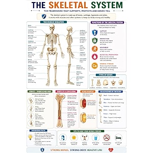 dcreative skeletal system anatomy educational poster human body charts for students kids amp classroom learning anatomy amp physiology wall posters for school home amp study room