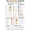D.Creative SKELETAL SYSTEM Anatomy Educational Poster, Human Body Charts for Students, Kids &amp; Classroom Learning, Anatomy &amp; Physiology Wall Posters for School, Home &amp; Study Room