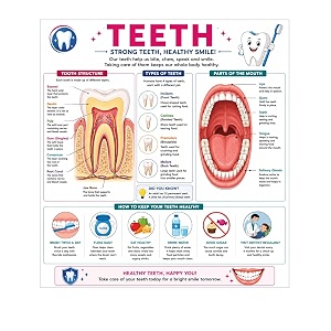 dcreative teeth anatomy educational poster human body charts for students kids amp classroom learning anatomy amp physiology wall posters for school home amp study room