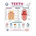 D.Creative TEETH Anatomy Educational Poster, Human Body Charts for Students, Kids &amp; Classroom Learning, Anatomy &amp; Physiology Wall Posters for School, Home &amp; Study Room