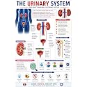 D.Creative URINARY SYSTEM Anatomy Educational Poster, Human Body Charts for Students, Kids &amp; Classroom Learning, Anatomy &amp; Physiology Wall Posters for School, Home &amp; Study Room