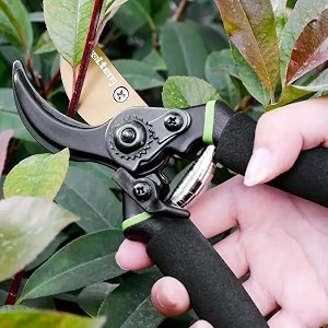Daccfy 8 Inch Gardening Scissors -Pack of