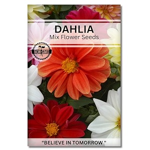 navika seeds  grow with us dahlia flower seedperfect for home amp terrace gardening winter amp summer blooms in india-includes free e-book for kitchenbackyardgardening amp plantinghigh germination