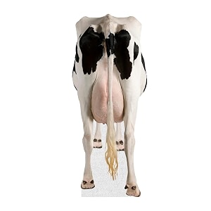 Dairy Cow - Life Size Cardboard Cutout