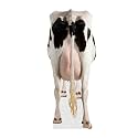 Dairy Cow - Life Size Cardboard Cutout Standup People with Support Standee | Animals -1