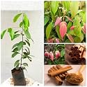 Dalchini Plant Cinnamomum cassia PlantSaplings Dalchini Plant