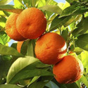 Darjeeling Planters Orange Plant  sapling