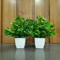 Decogreen 2,P NBP GREEN SQ POT Combo H, Office Living R, Interior Design Balcony Garden Bonsai Artificial Plant  with Pot