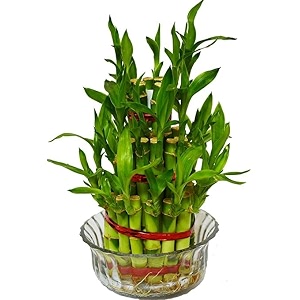 decorlily 3 layers lucky bamboo plant indoor in glass pot 3 layer bamboo with multi color jelly pack of 1