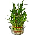 Decorlily 3 Layers Lucky Bamboo Plant Indoor in Glass Pot (3 Layer Bamboo) with Multi Color Jelly |(Pack of 1)