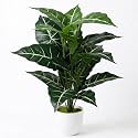 Dekorly Artificial African Mask Plant Tree with