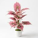 Dekorly Artificial Caladium Plant Tree with White