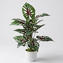 Dekorly Artificial Caladium Plant Tree with White