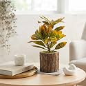 Dekorly Artificial Croton Plant with Real Wooden