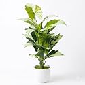 Dekorly Fake Plants Artificial Floor Plants Large