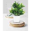 Dekorly Mini Artificial Plant with Pot for Diwali Decor: Festive Home Decor Items, Perfect for Diwali Celebration, Small Plant for Tabletop, Living Room Decor, and Office Spaces (Design-H)