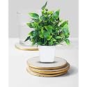 Dekorly Mini Artificial Plant with Pot for Diwali Decor: Festive Home Decor Items, Perfect for Diwali Celebration, Small Plant for Tabletop, Living Room Decor, and Office Spaces (Design-A)