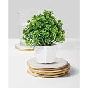 Dekorly Mini Artificial Plant with Pot for Diwali Decor: Festive Home Decor Items, Perfect for Diwali Celebration, Small Plant for Tabletop, Living Room Decor, and Office Spaces (Design-AM)