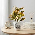 Dekorly Premium Artificial Croton Plant with White Pot &amp; Aesthetic Sticker | Stylish Home &amp; Office Accent (28CM) (1, Croton Plant)