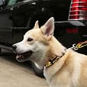 Deluxe Dog Leash - Patterned Heavy Duty Pet Leashes, 3/4 Inch x 6 Feet, Hot Rod Flames Red Yellow