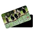 dhcrafts Fridge Magnet Rectangle Acrylic Glass (8.6 x 5.4 cm) Multicolor Kerala Silent Valley National Park Design Pack of 1