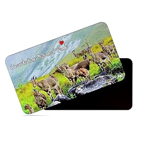 dhcrafts rectangular rubber fridge magnetmagnetic card multicolor eravikulam national park kerala design pack of 1 86cm x 54cm