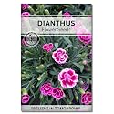 Navika Seeds ; Grow with Us Dianthus Flower Seeds for Home Gardening&amp; Terrace Gardening Winter &amp; Summer Blooms in India-Includes Free E-Book for Kitchen,Backyard,Gardening &amp; Planting.High Germination