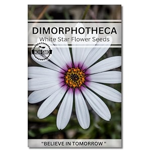 dimorphotheca flower seeds for home gardening perfect for terrace gardening winter and summer blooms in india - includes free e-book for kitchen backyard gardening amp planting high germination