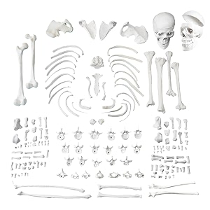 disarticulated human skeleton model bilateral full-model 3 part skull life size bones accurate perfect for learning full set bilateral