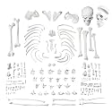 Disarticulated Human Skeleton Model, Bilateral, Full-Model, 3 Part Skull, Life Size Bones, Accurate, Perfect for Learning (Full Set (Bilateral))