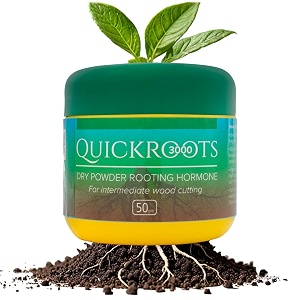 divine tree quickroots 3000 dry powder rooting hormone powder  powerful root growth stimulator for hardwood cuttings  enhances root formation in plant propagation 50gm