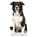Dog - Border Collie - Life Size Cardboard Cutout Standup People with Support Standee | Animals -