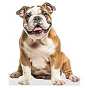 Dog - Bulldog - Life Size Cardboard Cutout Standup People with Support Standee | Animals -