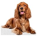 Dog - Cocker Spaniel - Life Size Cardboard Cutout Standup People with Support Standee | Animals -