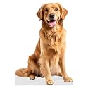 Dog - Golden Retriever - Life Size Cardboard Cutout Standup People with Support Standee | Animals -